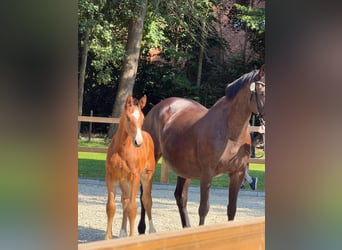 Oldenburg-International (OS), Stallion, Foal (05/2026), Brown