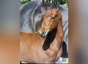 Oldenburg-International (OS), Stallion, Foal (06/2026), Brown