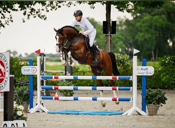 Oldenburg-International (OS), Stallion, Foal (04/2025), Brown