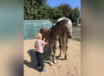 Oldenburg-International (OS), Stallion, Foal (04/2026), Brown