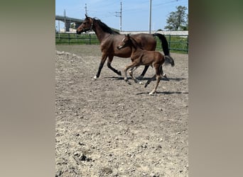 Oldenburg-International (OS), Stallion, , Brown