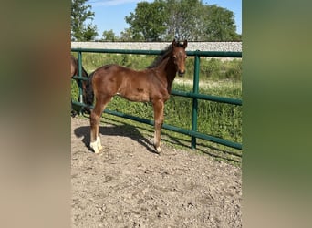 Oldenburg-International (OS), Stallion, , Brown
