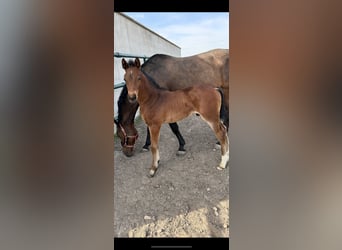 Oldenburg-International (OS), Stallion, , Brown