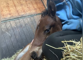 Oldenburg-International (OS), Stallion, , Brown