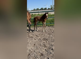 Oldenburg-International (OS), Stallion, , Brown