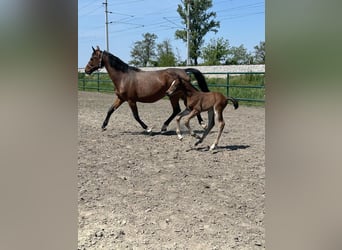 Oldenburg-International (OS), Stallion, , Brown