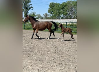 Oldenburg-International (OS), Stallion, , Brown