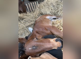 Oldenburg-International (OS), Stallion, , Brown