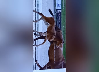 Oldenburg-International (OS), Stallion, Foal (05/2025), Brown