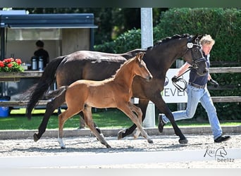 Oldenburg-International (OS), Stallion, Foal (04/2025), Brown