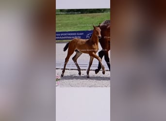 Oldenburg-International (OS), Stallion, Foal (04/2025), Brown