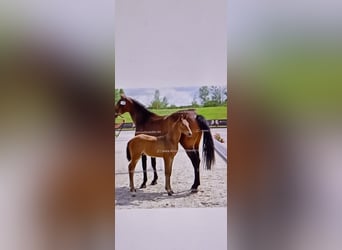 Oldenburg-International (OS), Stallion, Foal (04/2025), Brown