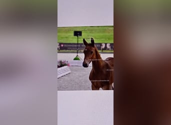 Oldenburg-International (OS), Stallion, Foal (04/2025), Brown