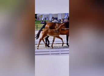 Oldenburg-International (OS), Stallion, Foal (04/2025), Brown
