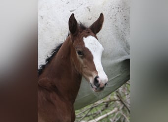 Oldenburg-International (OS), Stallion, , Brown