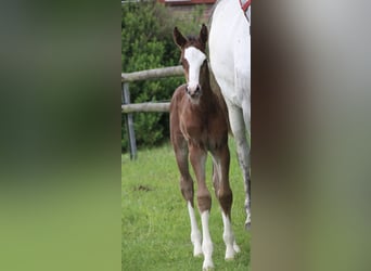 Oldenburg-International (OS), Stallion, , Brown