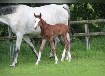 Oldenburg-International (OS), Stallion, , Brown