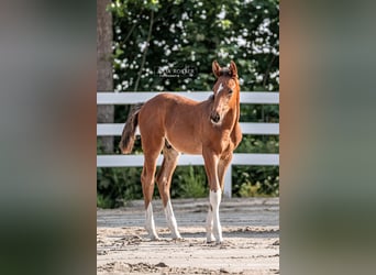 Oldenburg-International (OS), Stallion, Foal (04/2025), Brown
