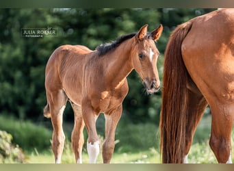 Oldenburg-International (OS), Stallion, Foal (04/2025), Brown