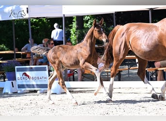 Oldenburg-International (OS), Stallion, Foal (04/2025), Brown