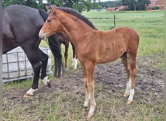 Oldenburg-International (OS), Stallion, , Brown