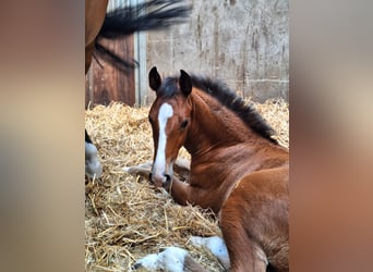 Oldenburg-International (OS), Stallion, , Brown