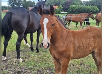 Oldenburg-International (OS), Stallion, , Brown