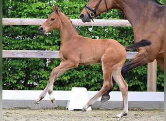 Oldenburg-International (OS), Stallion, Foal (04/2026), Brown