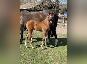 Oldenburg-International (OS), Stallion, Foal (03/2025), Brown