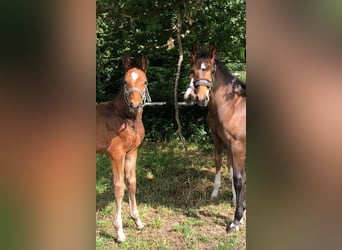 Oldenburg-International (OS), Stallion, Foal (03/2025), Brown