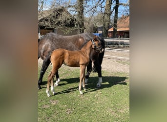 Oldenburg-International (OS), Stallion, Foal (03/2025), Brown