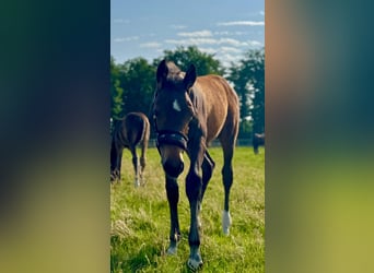 Oldenburg-International (OS), Stallion, Foal (03/2025), Brown