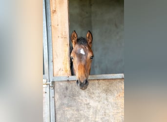 Oldenburg-International (OS), Stallion, Foal (03/2025), Brown