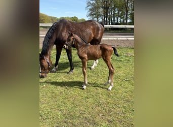 Oldenburg-International (OS), Stallion, Foal (04/2026), Brown