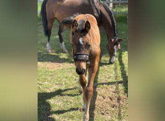 Oldenburg-International (OS), Stallion, Foal (03/2025), Brown