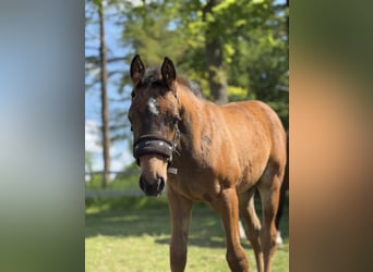 Oldenburg-International (OS), Stallion, Foal (03/2025), Brown