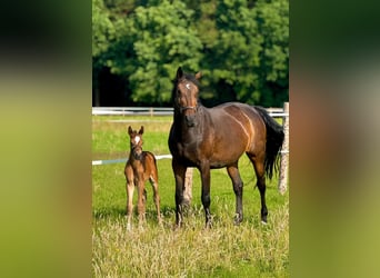 Oldenburg-International (OS), Stallion, Foal (06/2025), Brown