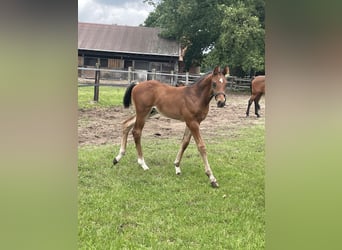 Oldenburg-International (OS), Stallion, Foal (04/2026), Brown