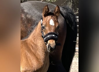 Oldenburg-International (OS), Stallion, Foal (03/2025), Brown