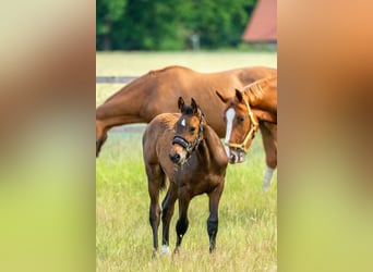 Oldenburg-International (OS), Stallion, Foal (03/2025), Brown