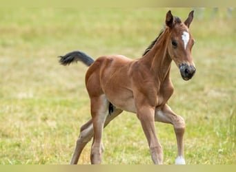 Oldenburg-International (OS), Stallion, Foal (06/2025), Brown
