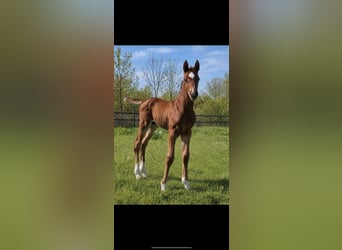 Oldenburg-International (OS), Stallion, Foal (04/2026), Brown