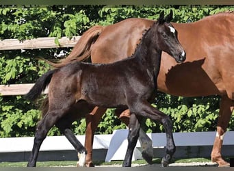 Oldenburg-International (OS), Stallion, Foal (03/2025), Can be white