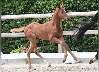 Oldenburg-International (OS), Stallion, Foal (01/2025), Can be white