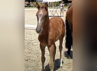 Oldenburg-International (OS), Stallion, Foal (04/2026), Can be white