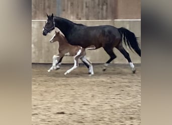 Oldenburg-International (OS), Stallion, Foal (04/2026), Chestnut-Red