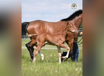 Oldenburg-International (OS), Stallion, Foal (04/2026), Chestnut-Red