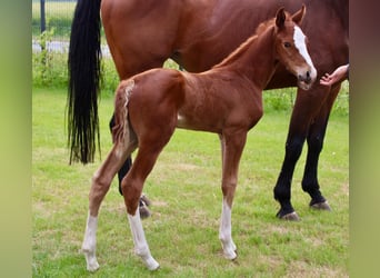 Oldenburg-International (OS), Stallion, , Chestnut-Red