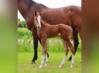 Oldenburg-International (OS), Stallion, , Chestnut-Red