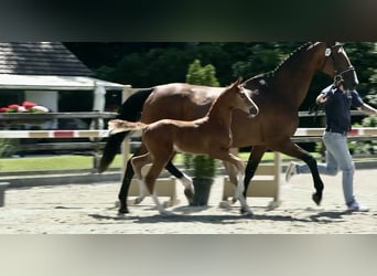 Oldenburg-International (OS), Stallion, , Chestnut-Red